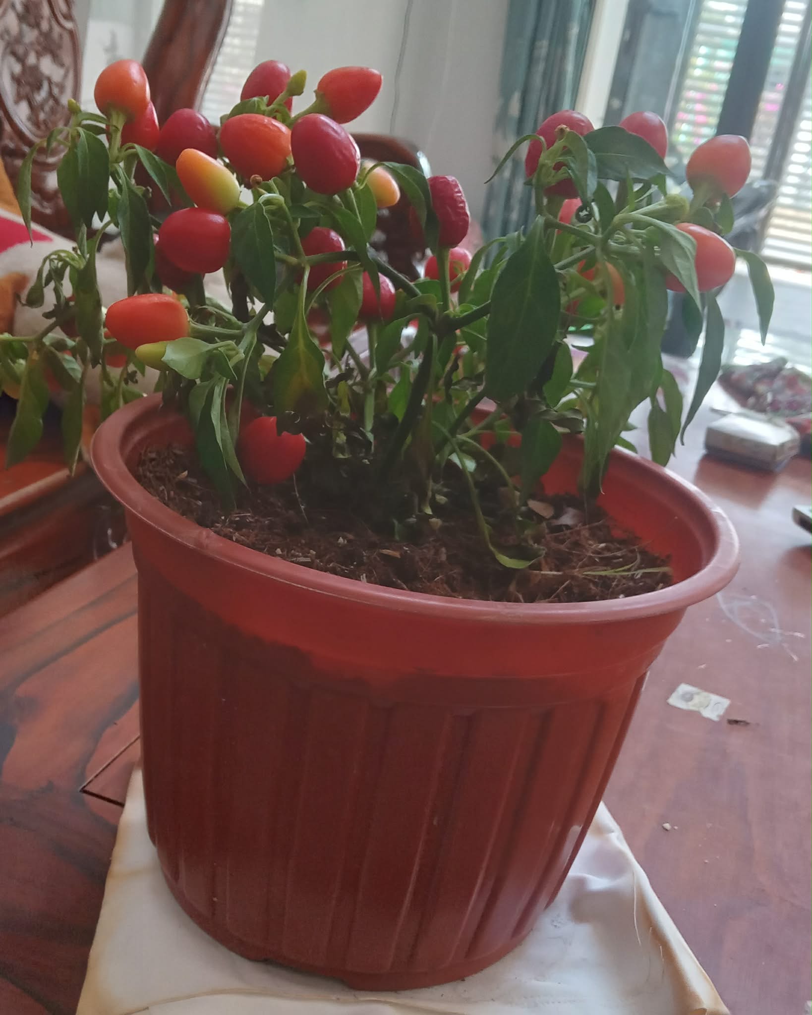 Trang trí nhà Tết