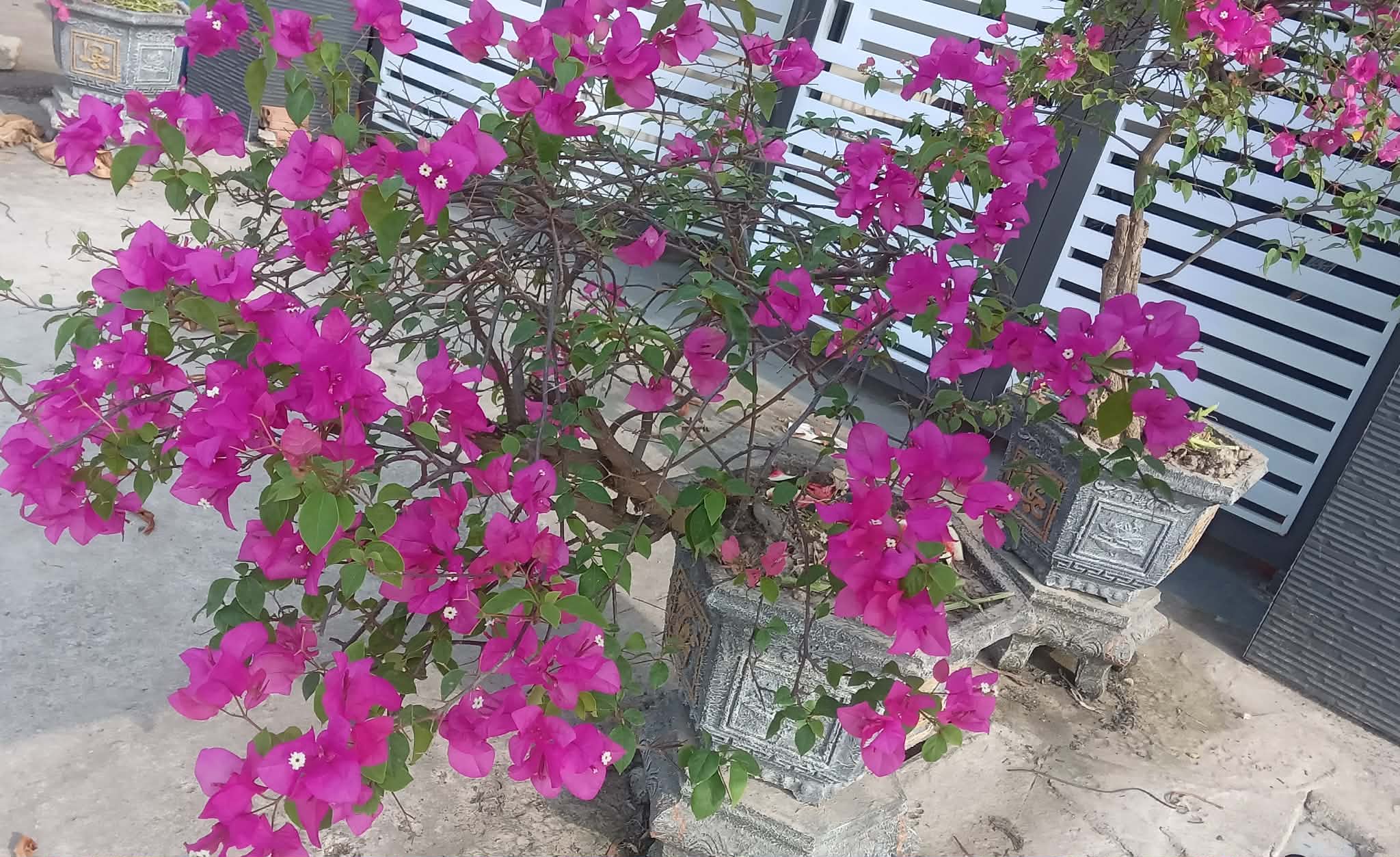 Trang trí nhà Tết